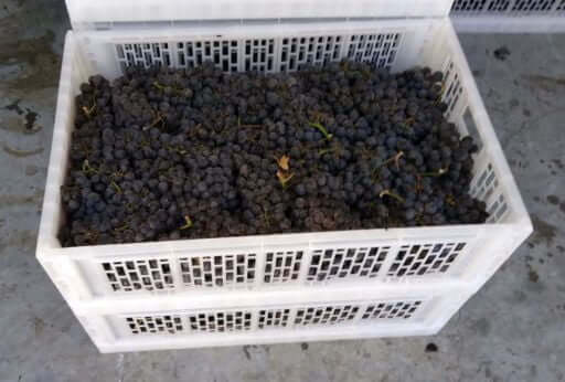 36 lbs of grapes